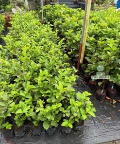 Vườn ươm cây giống ổi Nữ Hoàng số lượng lớn của Cây Giống Phúc An