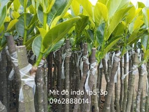 Bo ghép tròn trịa khỏe mạnh - Là 1 trong những cách chọn cây giống ăn trái chất lượng