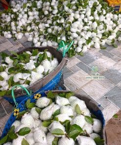 Thu hoạch trái ổi Nữ Hoàng già chín cây tại vườn Cây Giống Phúc An