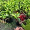 Cây giống ổi lê chuẩn bị giao khách