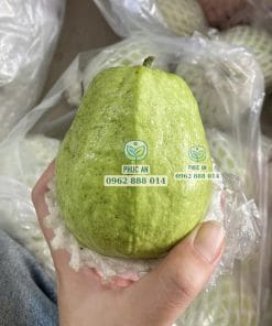 Thành quả ổi Lê Đài Loan trái to chất lượng nhờ chọn mua cây giống chuẩn tại vườn Phúc An