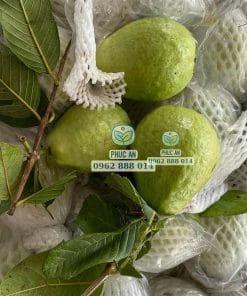 Hình ảnh trái ổi Lê Đài Loan đạt trọng lượng chuẩn thu hoạch từ cây giống đầu dòng tại Phúc An