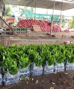 Cây giống cau ta trái dài chuẩn giống xuất khẩu tại vườn Phúc An