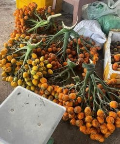 Cau trái dài chín dùng để làm giống