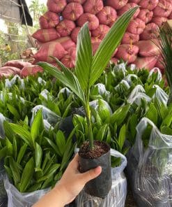 Cây giống cau ta trái dài ươm hạt từ cây mẹ đầu dòng năng suất cao