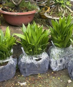 Cây cau giống trái dài đã xả nắng cứng cáp giúp cây nhanh bắt rễ