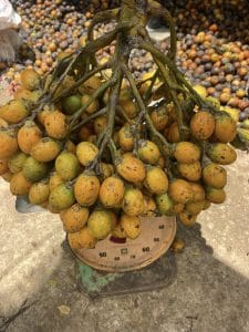 Cau trái dài hàng đẹp tuyển trước khi ươm