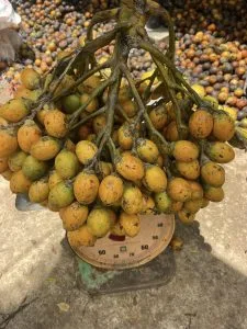 Cau trái dài hàng đẹp tuyển trước khi ươm