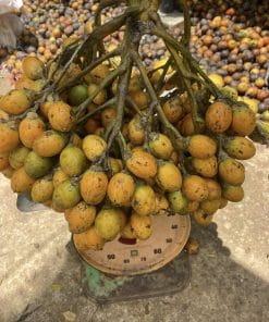 Cau trái dài hàng đẹp tuyển trước khi ươm