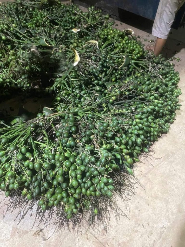 Thu hoạch cau trái dài cung cấp cho lò sấy