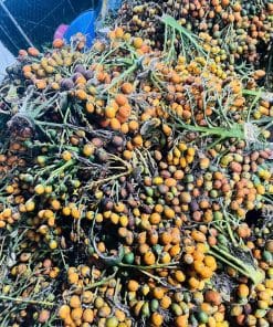 Thu hoạch cau trái dài chuẩn dùng để làm giống