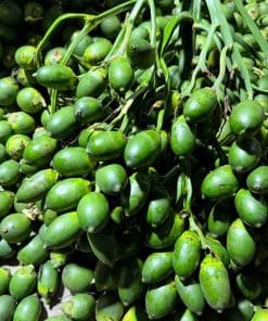 Mẫu cau trái dài đạt