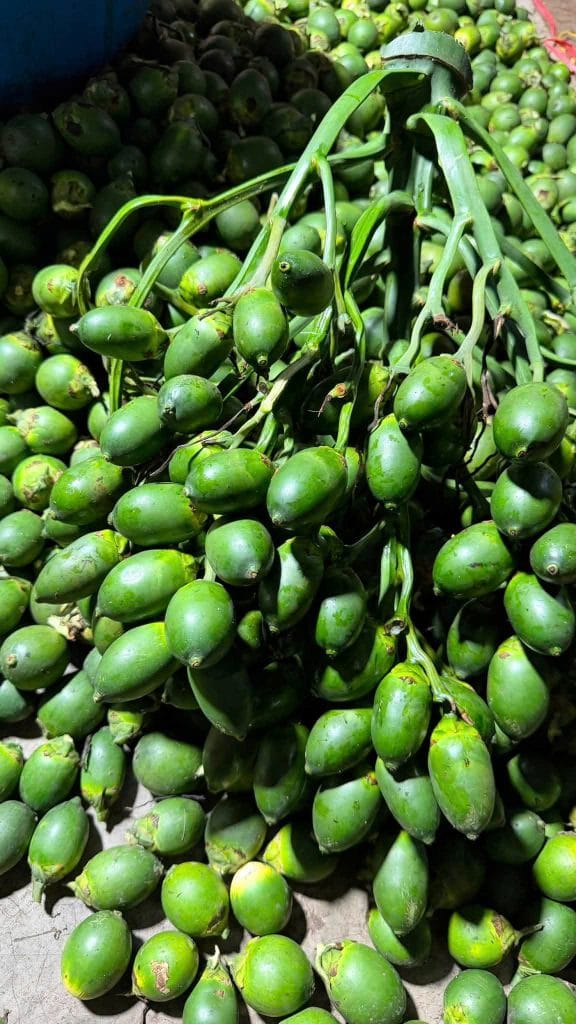 Mẫu cau trái dài đạt