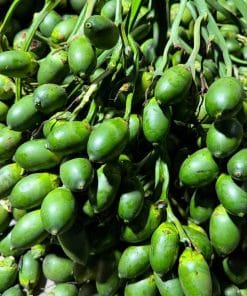 Mẫu cau trái dài đạt