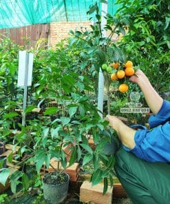 Cây giống thanh trà chua ra đọt non xanh mướt phát triển tốt tại vườn Phúc An