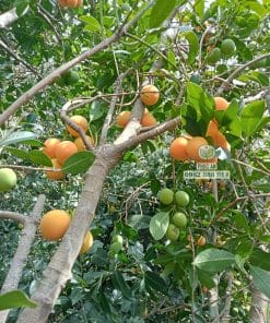 Cây giống thanh trà chua cho trái tốt chất lượng cao được nhà vườn Phúc An tuyển chọn