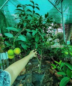 Cây giống thanh trà chua lá xanh khỏe thích nghi tốt tại vườn ươm Phúc An
