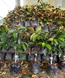 Cây giống vú sữa tím tứ quý xanh tốt rễ đâm xuyên bầu khỏe mạnh được Phúc An chuẩn bị sẵn sàng giao đi xa