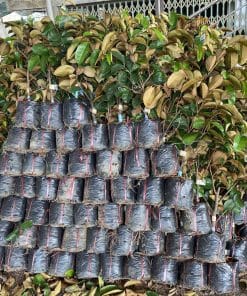 Chuẩn bị đơn hàng cây giống vú sữa tím tứ quý chất lượng cao được Phúc An giao tận tay nhà vườn