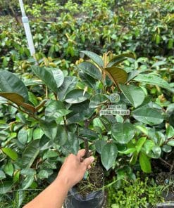 Cây giống vú sữa tím tứ quý tán lá xanh tốt phát triển đều tại vườn Phúc An