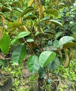 Cây giống vú sữa tím tứ quý lá xanh khỏe thích nghi tốt tại vườn ươm Phúc An