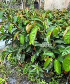 Cây giống vú sữa tím tứ quý trồng thực tế phát triển tốt lá xanh quanh năm tại Phúc An
