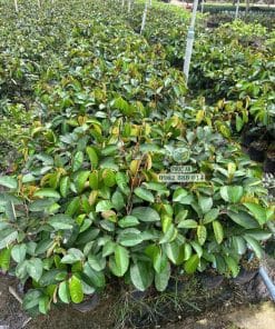 Vườn ươm cây giống vú sữa tím tứ quý số lượng lớn của Cây Giống Phúc An