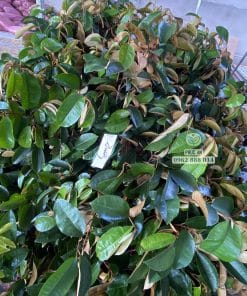 Cây giống vú sữa tím tứ quý chuẩn, chất lượng cao tại Cây Giống Phúc An