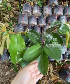 Cây giống vú sữa tím tứ quý ra đọt non xanh mướt phát triển tốt tại vườn Phúc An