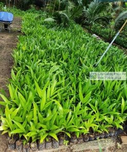Cây giống cau trái dài Phúc An cung cấp