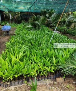 Cây giống cau trái dài Phúc An cung cấp