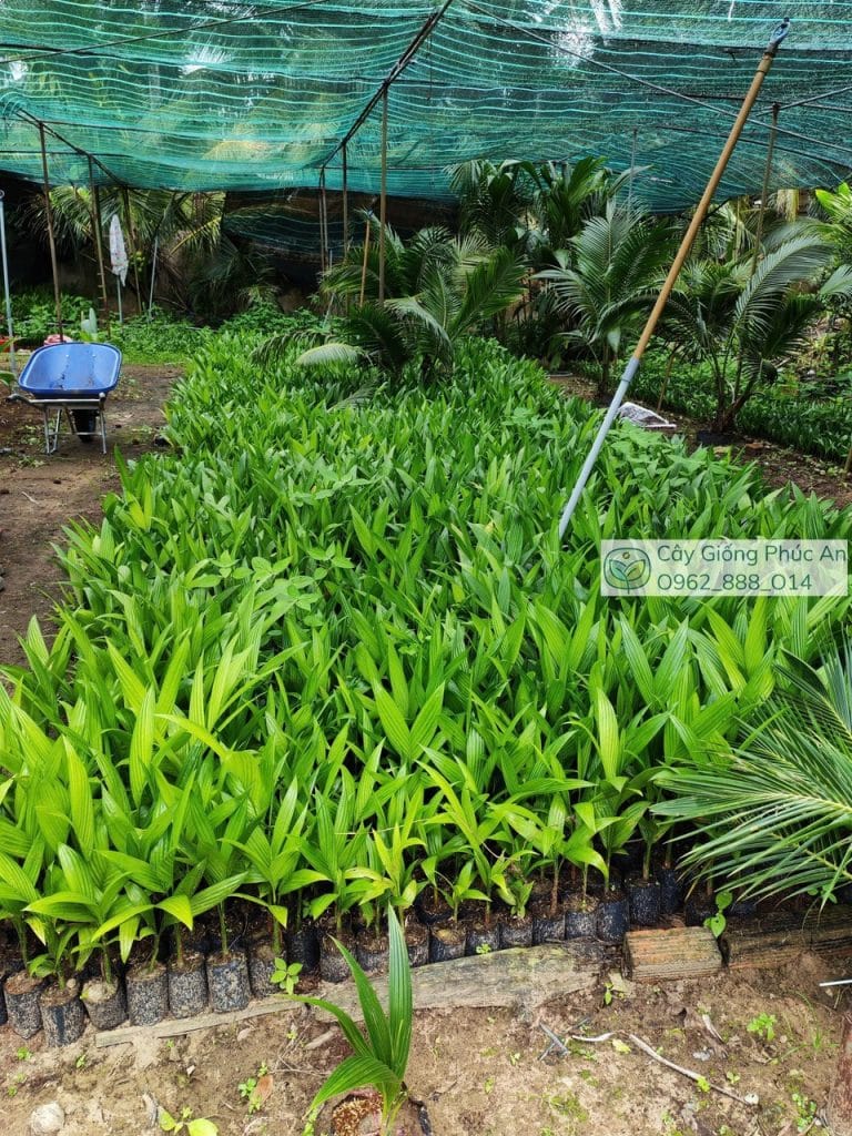 Cây giống cau trái dài Phúc An cung cấp