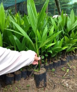Cây giống cau trái dài Phúc An cung cấp