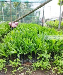 Cây giống cau trái dài Phúc An cung cấp