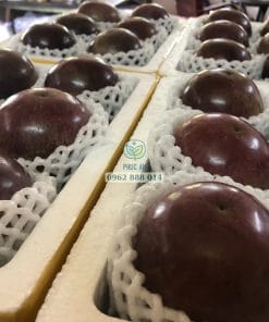 Niềm vui thu hoạch trái vú sữa tím tứ quý ngon