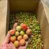 Cận cảnh trái sơ ri