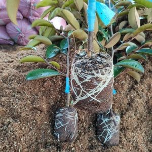Cây giống Phúc An chất lượng