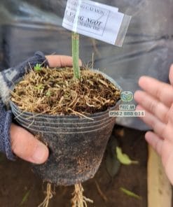 Cây giống chanh dây vàng ngọt Phúc An khỏe mạnh