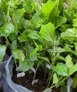 Giống chanh dây vàng ngọt cho năng suất cao từ Phúc An