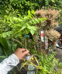 Giống Chùm Ruột Ngọt (Ghép) 7 Cây giống chùm ruột ngọt Phúc An cung cấp