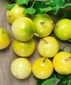 Trái chanh dây vàng ngọt vàng óng ả, kích thước to hơn chanh dây vàng chua