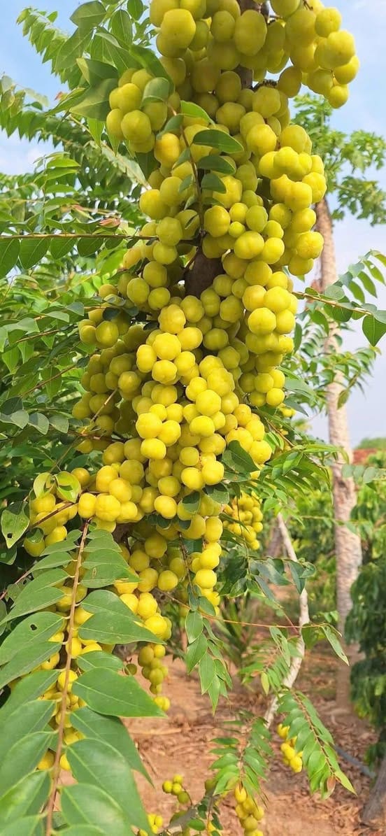 Giống Chùm Ruột Ngọt (Ghép) 3 Chùm trái chùm ruột ngọt "đã ơi là đã"
