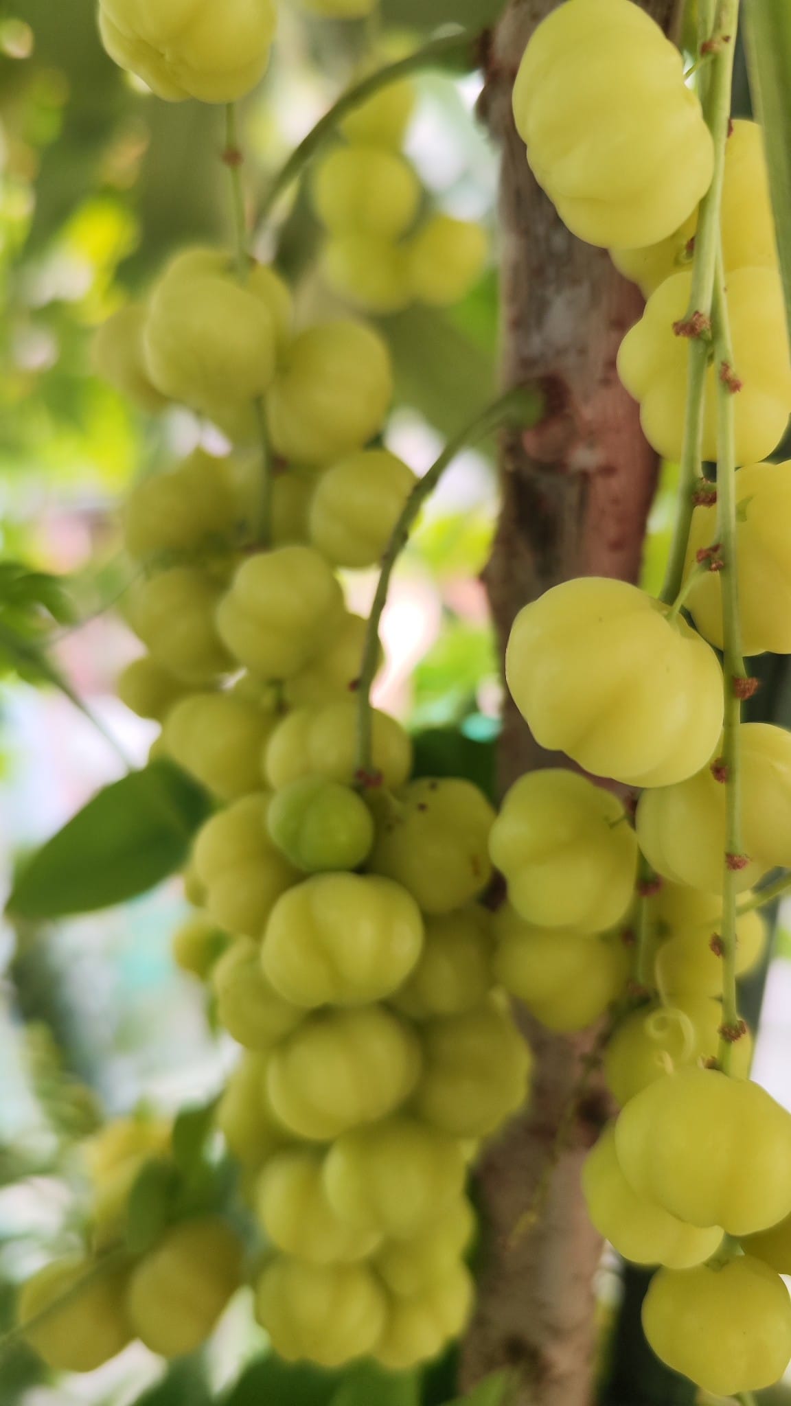 Giống Chùm Ruột Ngọt (Ghép) 5 Trái chùm ruột ngọt