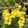 Trái chùm ruột ngọt