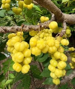 Trái chùm ruột ngọt