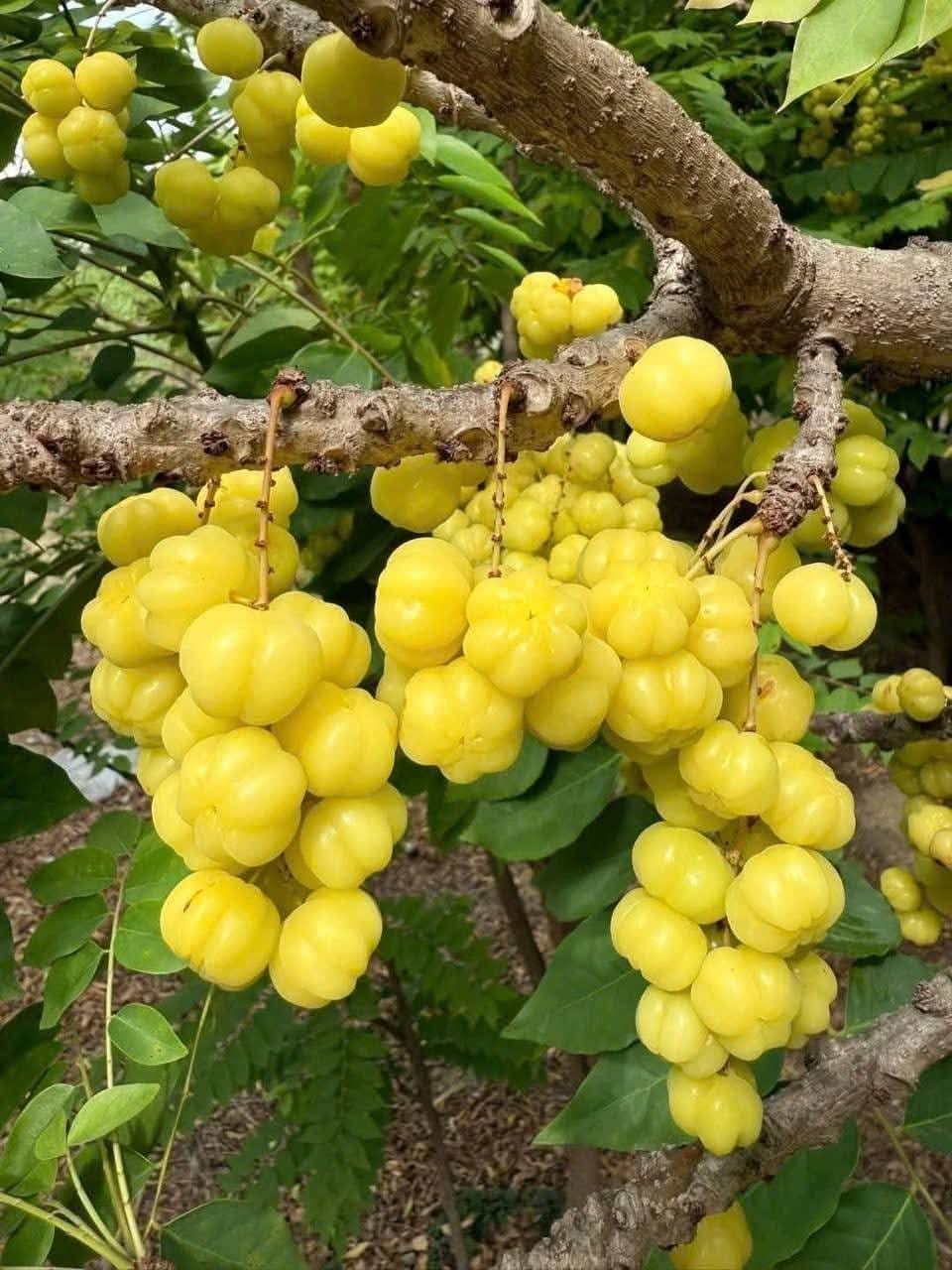 Giống Chùm Ruột Ngọt (Ghép) 1 Trái chùm ruột ngọt