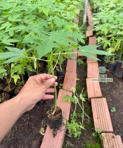 Tuyển chọn nghiêm ngặt những cây con đu đủ Thái ruột vàng không sâu bệnh tại Phúc An
