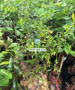 Cây giống lựu thái tại Phúc An