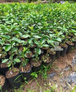 Lô cây giống quýt hồng bộ lá xanh khỏe dày dặn tại Cây Giống Phúc An