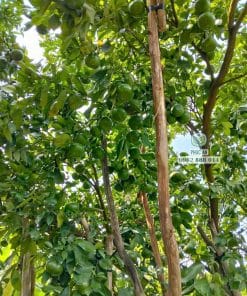 Cận cảnh cây giống quýt hồng thân cành khỏe khoắn lớn nhanh như thổi tại Phúc An